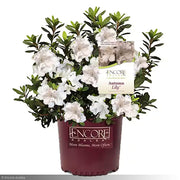 Azalea, Encore Autumn Lily #3